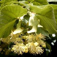 ЛИПА КРУПНОЛИСТНАЯ горшок-с37.5