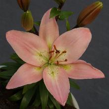 ЛИЛИЯ РЕНУАР АЗИАТСКИЙ ГИБРИД 4шт-пакет