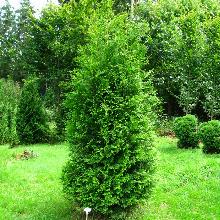 ТУЯ ЗАПАДНАЯ БРАБАНД горшок-с5