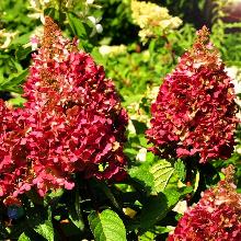 ГОРТЕНЗИЯ МЕТЕЛЬЧАТАЯ ВИМС РЕД горшок-с1,5