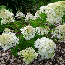 ГОРТЕНЗИЯ МЕТЕЛЬЧАТАЯ БОМБШЕЛ горшок-с1,5