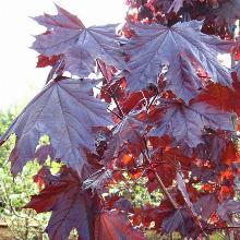 КЛЕН ОСТРОЛИСТНЫЙ РОЯЛ РЕД горшок-с7,5