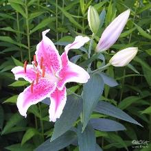 ЛИЛИЯ СТАРФАЙТЕР  ВОСТОЧНЫЙ ГИБРИД горшок-с1