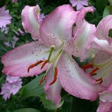 ЛИЛИЯ БРАЗИЛИЯ ВОСТОЧНЫЙ ГИБРИД горшок-с1