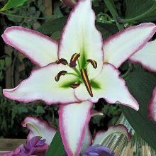 ЛИЛИЯ ХОТЛАЙН ВОСТОЧНЫЙ ГИБРИД горшок-с1