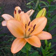 ЛИЛИЯ МЕНОРКА ЛА-ГИБРИД горшок-с1