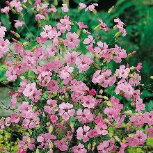 МЫЛЬНЯНКА ЛЕКАРСТВЕННАЯ горшок-с3