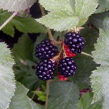 ЕЖЕВИКА САДОВАЯ ДАРРОУ горшок-p9