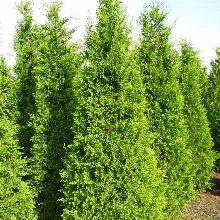 КИПАРИСОВИК ЛАВСОНА ИЛОНА горшок-с2