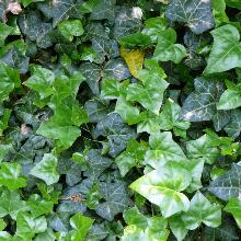 ПЛЮЩ   горшок-с2 флос