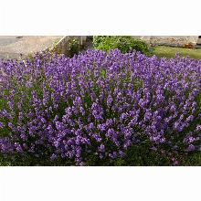 Нажмите чтобы увеличить изображение