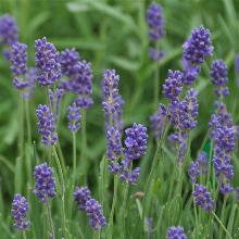 ЛАВАНДА ЛЕКАРСТВЕННАЯ ДВАРФ БЛУ горшок-с2