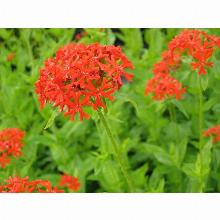 Нажмите чтобы увеличить изображение