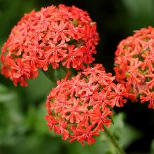 ЛИХНИС ХАЛЦЕДОНСКИЙ СКАРЛЕТ горшок-с3