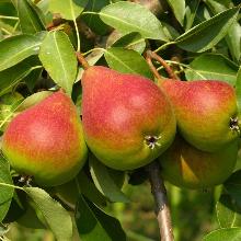 ГРУША СЕВЕРЯНКА КРАСНОЩЕКАЯ 3-Х ЛЕТКА горшок-с5