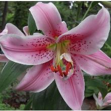 ЛИЛИЯ МОНА ЛИЗА ВОСТОЧНЫЙ ГИБРИД горшок-с1