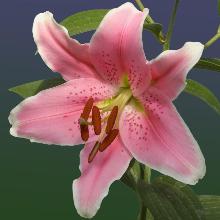 ЛИЛИЯ СОРБОННА ВОСТОЧНЫЙ ГИБРИД горшок-с1