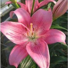 ЛИЛИЯ КАВАЛЕС ЛА-ГИБРИД горшок-с1