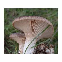 Нажмите чтобы увеличить изображение