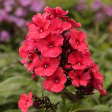 ФЛОКС АМОС горшок-с1