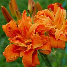 ЛИЛЕЙНИК ЭПРИКОТ БЬЮТИ горшок-с2