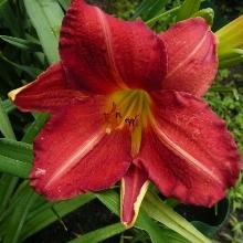 ЛИЛЕЙНИК РЕД РУМ горшок-с2