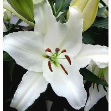 ЛИЛИЯ НОВА ЗЕМБЛА ВОСТОЧНЫЙ ГИБРИД горшок-с1