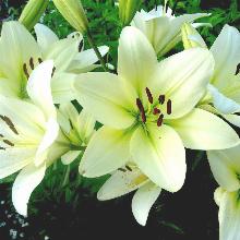 ЛИЛИЯ КУРЬЕР ЛА-ГИБРИД горшок-с1