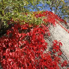 ВИНОГРАД ДЕВИЧИЙ ПУРПУРЕЯ горшок-с1