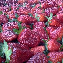 РАССАДА КЛУБНИКА КАМАРОСА горшок-с1