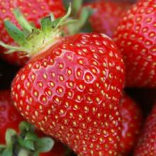 РАССАДА КЛУБНИКА РОКСАНА горшок-с1