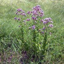 Нажмите чтобы увеличить изображение