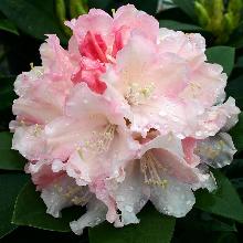 РОДОДЕНДРОН ДРИМЛЕНД горшок-с3