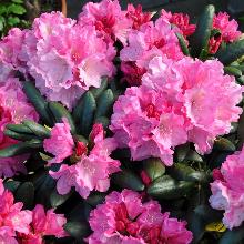 РОДОДЕНДРОН ЯКУШИМАНСКИЙ КАЛИНКА горшок-с3