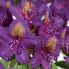 РОДОДЕНДРОН КАТАВБИНСКИЙ МАРСЕЛЬ МЕНАРД горшок-с3