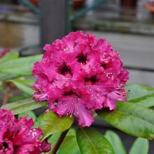 РОДОДЕНДРОН ГИБРИДНЫЙ МАРИЯ ФОРТЭ горшок-с3