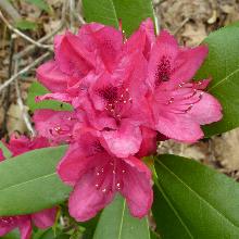 РОДОДЕНДРОН КАТАВБИНСКИЙ НОВА ЗЕМБЛА горшок-с3