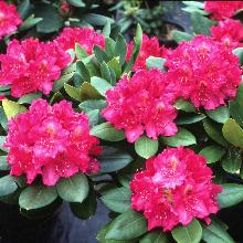 Нажмите чтобы увеличить изображение