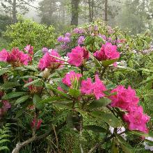 РОДОДЕНДРОН КАТАВБИНСКИЙ ПИРС`С АМЕРИКАН БЬЮТИ горшок-с3