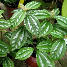 Нажмите чтобы увеличить изображение