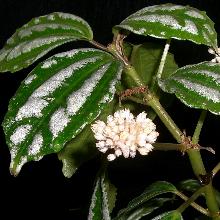 ПИЛЕЯ КАДЬЕ горшок-с2 флос