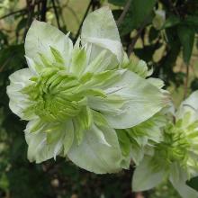 КЛЕМАТИС АЛЬБА ПЛЕНА горшок-p9