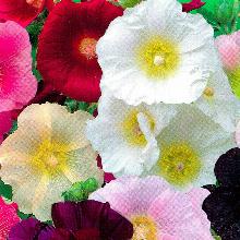 МАЛЬВА ШТОК-РОЗА УТРЕННЯЯ СЕРЕНАДА горшок-с1