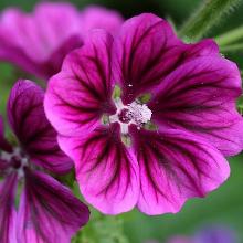 МАЛЬВА  БОРДО горшок-с1