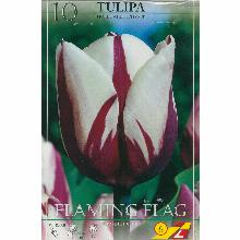 ТЮЛЬПАН ФЛЕМИНГ ФЛЭГ 10шт-карточка lefeber