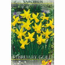 НАРЦИСС ФЭБРУАРИ ГОЛД 5шт-карточка lefeber