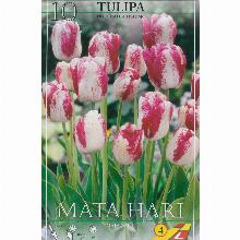 ТЮЛЬПАН МАТА ХАРИ 10шт-карточка lefeber