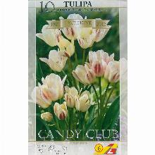 ТЮЛЬПАН КЭНДИ КЛАБ 10шт-карточка lefeber