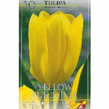 ТЮЛЬПАН ЕЛЛОУ ПУРИССИМА 10шт-карточка lefeber