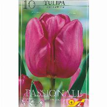 ТЮЛЬПАН ПЭШИОНАЛЬ 10шт-карточка lefeber